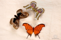 три бабочки, Руденко Надежда Максимовна